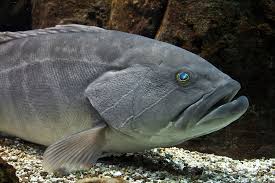 Image result for Epinephelus marginatus