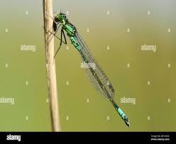 Attēlu rezultāti vaicājumam “Coenagrion armatum male”