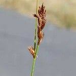 Attēlu rezultāti vaicājumam “Blysmus compressus leaf”