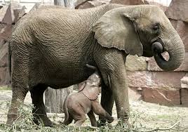 \u0026quot;Mother and son are getting along magnificently now,\u0026quot; said Claus Pohle, deputy director of the park where Dumbo was born ... - reunitedR_468x328