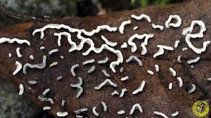 Attēlu rezultāti vaicājumam “Physarum bivalve”