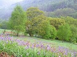 Image result for Cwmcarn United Rfc