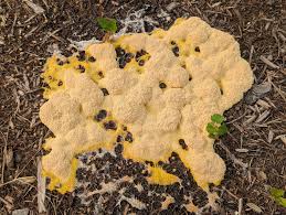 Attēlu rezultāti vaicājumam “Fuligo septica var. flava young”