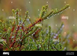 Attēlu rezultāti vaicājumam “Empetraceae”