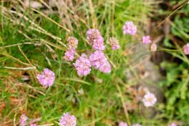 Attēlu rezultāti vaicājumam “Armeria vulgaris leaf”