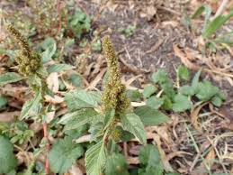 Attēlu rezultāti vaicājumam “Amaranthus retroflexus”