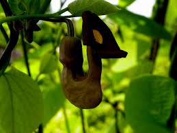 Attēlu rezultāti vaicājumam “Aristolochia durior leaf”