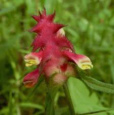 Attēlu rezultāti vaicājumam “Melampyrum cristatum”