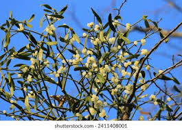 Attēlu rezultāti vaicājumam “Viscum album”