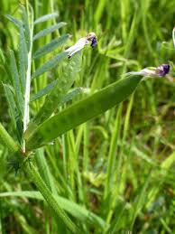 Attēlu rezultāti vaicājumam “Vicia cracca fruit”