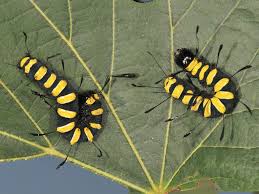 Attēlu rezultāti vaicājumam “Acronicta alni larva”