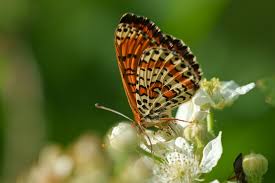 Attēlu rezultāti vaicājumam “Melitaea didyma”