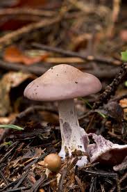 Attēlu rezultāti vaicājumam “Lepista nuda”