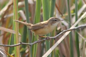 Image result for Acrocephalus agricola