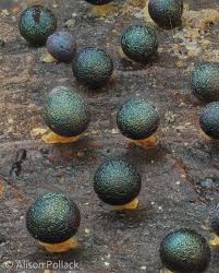 Attēlu rezultāti vaicājumam “Physarum viride var. aurantium stalked”