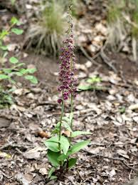 Attēlu rezultāti vaicājumam “Epipactis atrorubens”