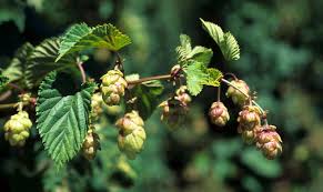 Attēlu rezultāti vaicājumam “Humulus lupulus bud”