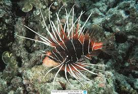 Image result for Pterois radiata