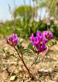 Attēlu rezultāti vaicājumam “Astragalus arenarius flower”