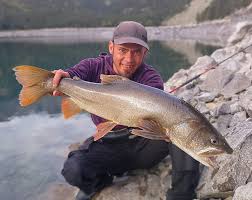 Image result for Salvelinus namaycush