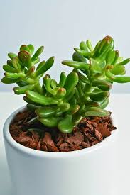 Image result for Crassula hobbit