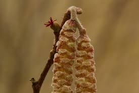 Attēlu rezultāti vaicājumam “Corylus avellana female flower”