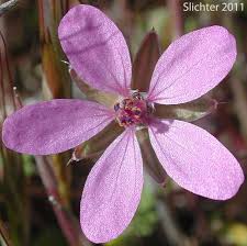 Attēlu rezultāti vaicājumam “Erodium cicutarium flower”