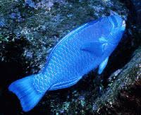Image result for Chlorurus perspicillatus