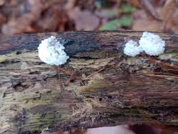 Attēlu rezultāti vaicājumam “Amaurochaete atra spores”