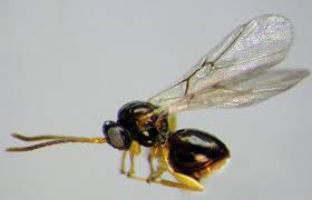 Attēlu rezultāti vaicājumam “Cynipidae”