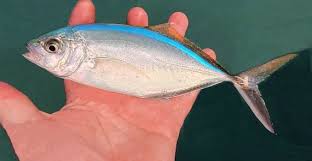 Image result for Caranx ruber