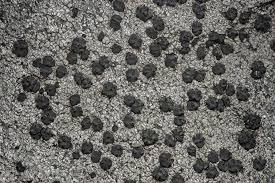 Attēlu rezultāti vaicājumam “Porpidia macrocarpa”