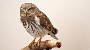 Attēlu rezultāti vaicājumam “Glaucidium passerinum”