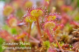Attēlu rezultāti vaicājumam “Drosera rotundifolia leaf”