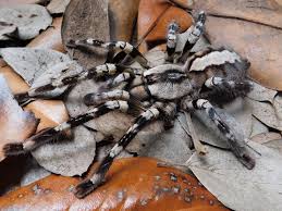 Attēlu rezultāti vaicājumam “Pyralis regalis”