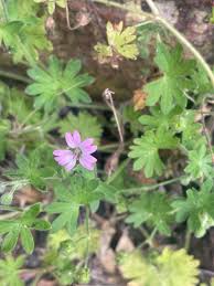 Attēlu rezultāti vaicājumam “Geranium pusillum leaf”