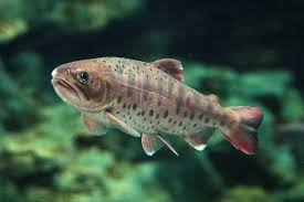 Image result for Oncorhynchus