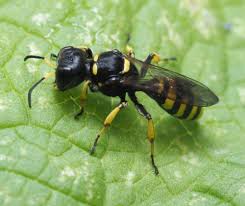 Attēlu rezultāti vaicājumam “Crabronidae”