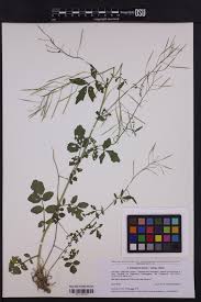 Attēlu rezultāti vaicājumam “Cardamine amara”