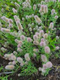 Attēlu rezultāti vaicājumam “Trifolium arvense”
