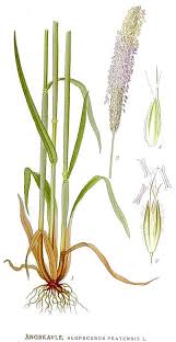 Attēlu rezultāti vaicājumam “Alopecurus pratensis”