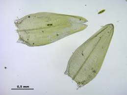 Attēlu rezultāti vaicājumam “Straminergon stramineum”