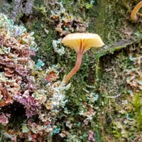 Attēlu rezultāti vaicājumam “Lichenomphalia umbellifera”