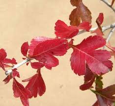 Attēlu rezultāti vaicājumam “Crataegus chlorosarca”