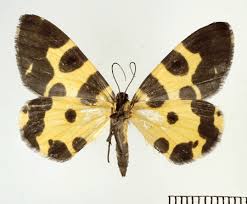 Attēlu rezultāti vaicājumam “Parasemia plantaginis female”