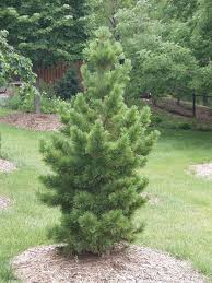 Image result for Pinus cembra