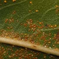 Attēlu rezultāti vaicājumam “Melampsora epitea”