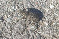 Attēlu rezultāti vaicājumam “Cleonis pigra”