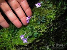 Image result for Sinningia