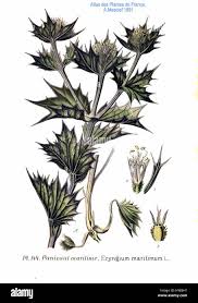 Attēlu rezultāti vaicājumam “Eryngium maritimum bud”